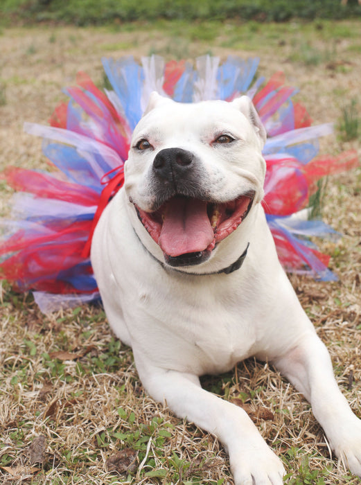 4th Of July Dog Tutu Skirt | XS-XXXL