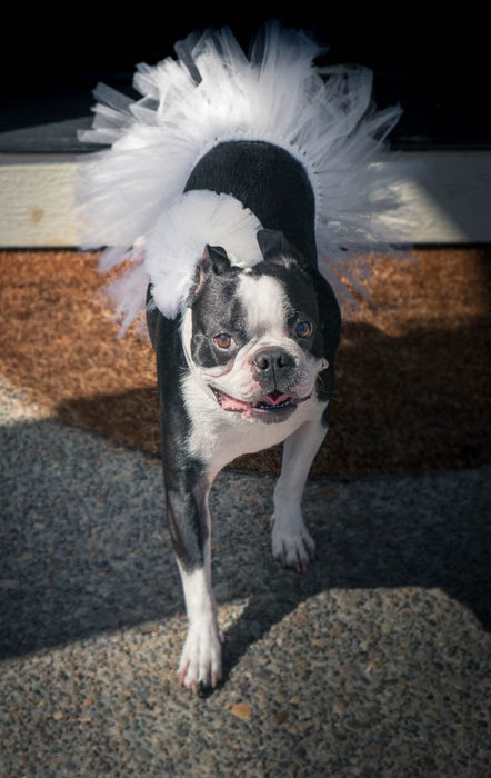 White Bridal Dog Tutu Skirt | XS-XXXL