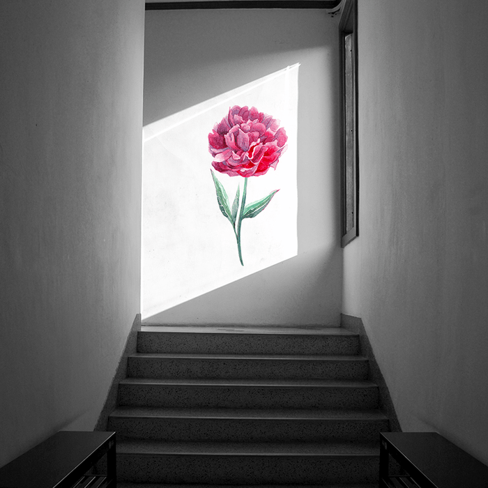 Pink Peony in Full Bloom